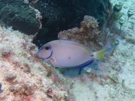 Doctorfish IMG 5255